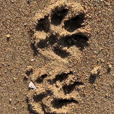 Ferienhaus Fischerhaus Cindy In De Haan